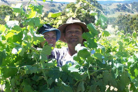 Wimmera Hills Winery - Accommodation Rockhampton 2