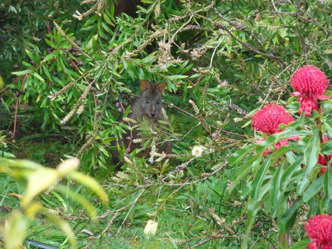 Southern Forest Accommodation - Accommodation Rockhampton 3