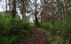 Margarets Forest - thumb 3