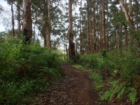 Margarets Forest - Accommodation Rockhampton 3