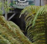 The Wombat Cottage - Accommodation Rockhampton