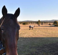 Clydesdale Cottage on Talga with real Clydesdale Horses - Accommodation Rockhampton