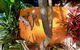 Driftwood Villa - thumb 2