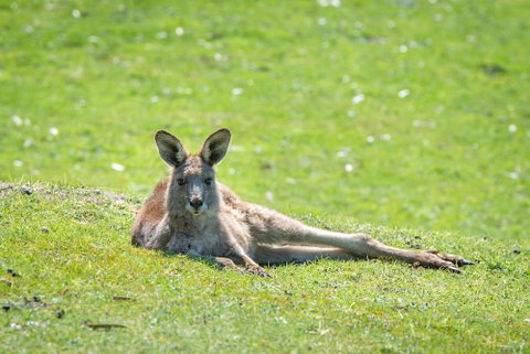 Halls Gap Motel - Accommodation Rockhampton 5