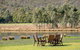 Halls Gap Motel - thumb 4