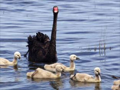 Armadale Farmstay Bed & Breakfast - Accommodation Rockhampton 6