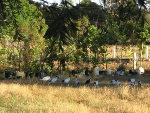 Armadale Farmstay Bed & Breakfast - Accommodation Rockhampton 5