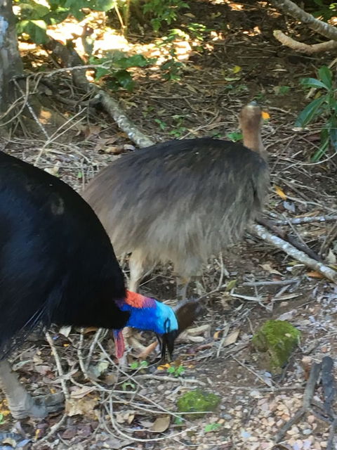 Licuala Lodge - Accommodation Rockhampton 1