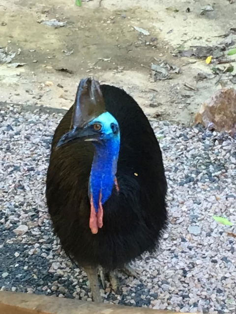Licuala Lodge - Accommodation Rockhampton 0