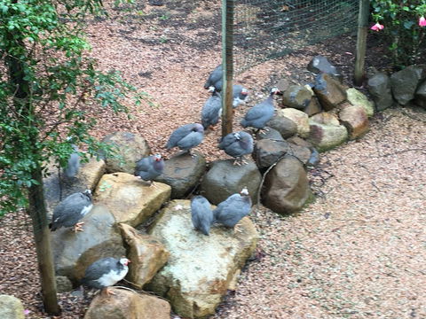 Licuala Lodge - Accommodation Rockhampton 4