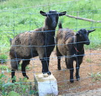 Alstonville Country Cottages - Accommodation Rockhampton