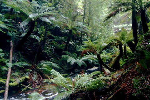 Corinna Wilderness Experience - Accommodation Rockhampton 2