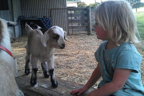 Fernleigh Farmstay & Bike Park - Accommodation Rockhampton 5