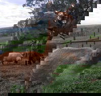 Morella Farm Stay - Accommodation Rockhampton