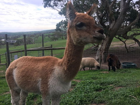 Morella Farm Stay - Accommodation Rockhampton 0