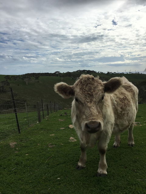 Morella Farm Stay - Accommodation Rockhampton 1