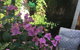 Swan Inn Bed & Breakfast - thumb 6