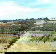 Main Ridge Harvest - Accommodation Rockhampton