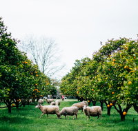 Cambray Cheese Farm Shop - Accommodation Rockhampton