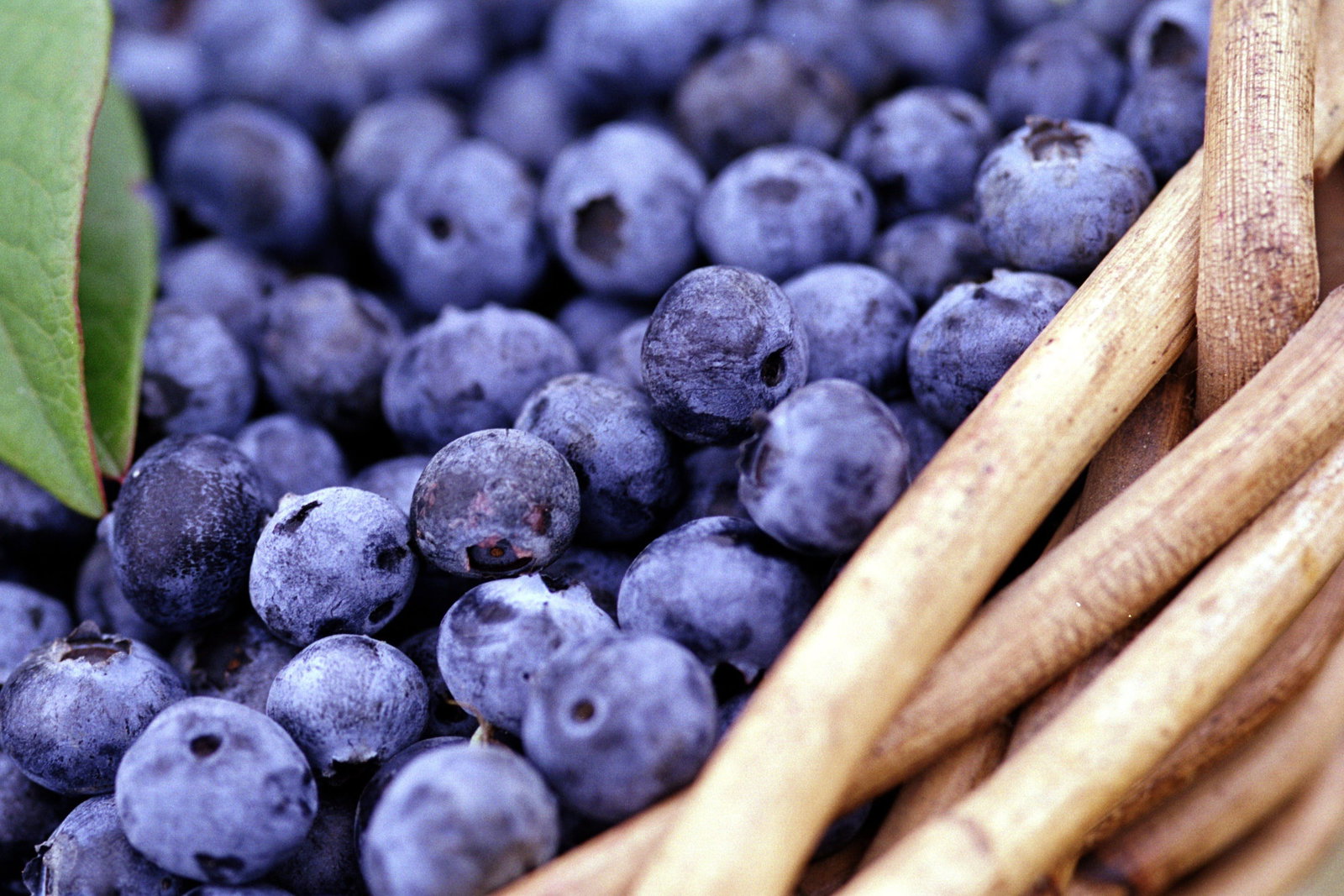 Main Ridge VIC Accommodation Rockhampton