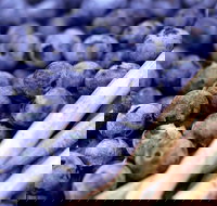 Drum Drum Blueberry Farm - Accommodation Rockhampton