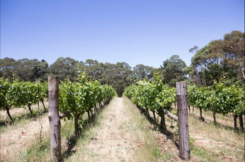 Mount Macedon Winery - Accommodation Rockhampton 1