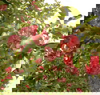 Staples Apples - Accommodation Rockhampton