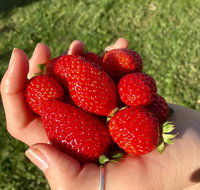Beechworth Berries - Accommodation Rockhampton