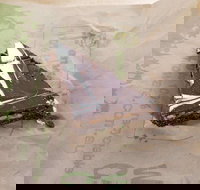 Flaky Tart Bakery - Milsons Point - Accommodation Rockhampton