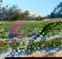The Big Strawberry - Accommodation Rockhampton