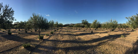 Red Rock Olives - Accommodation Rockhampton 1