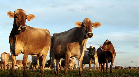 Hunter Belle Cheese - Accommodation Rockhampton 1
