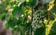 Paramoor Winery - thumb 1