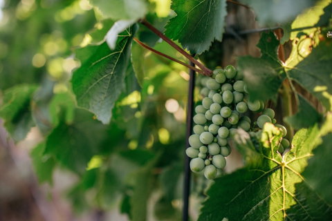 Paramoor Winery - Accommodation Rockhampton 1