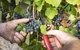 Whicher Ridge Wines Cellar Door - thumb 1