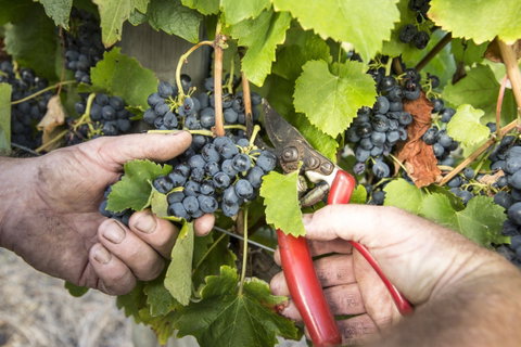 Whicher Ridge Wines Cellar Door - Accommodation Rockhampton 1