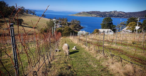 Anim Wine - Accommodation Rockhampton 1