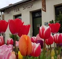 Tiny Tea Shop - Accommodation Rockhampton