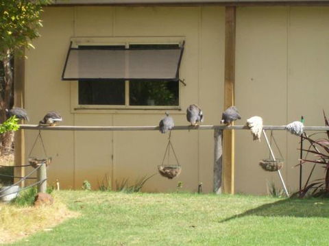 Sandy Grove - Accommodation Rockhampton 0