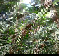 Spirits of Daintree - Accommodation Rockhampton