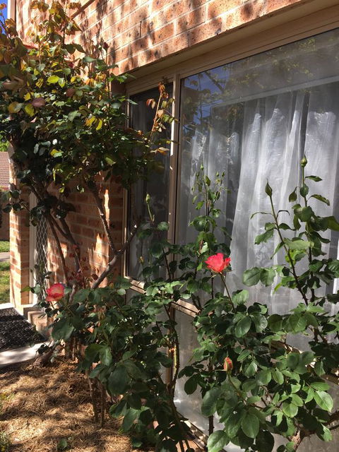 Finches Canberra - Accommodation Rockhampton 30
