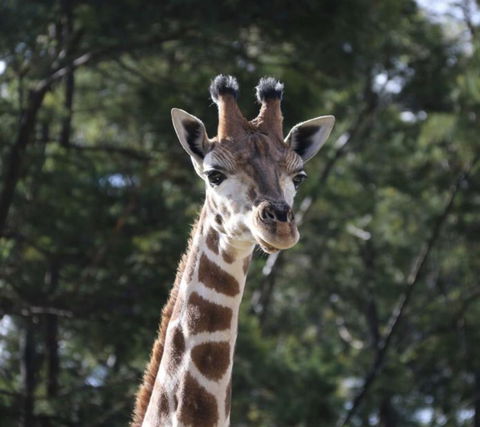 Modern Executive Apt@Barton*1BR*WiFi*Gym*Secure Parking*Canberra - Accommodation Rockhampton 29