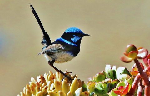 Mercure Kangaroo Island Lodge - Accommodation Rockhampton 39