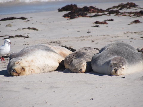 Mercure Kangaroo Island Lodge - Accommodation Rockhampton 43