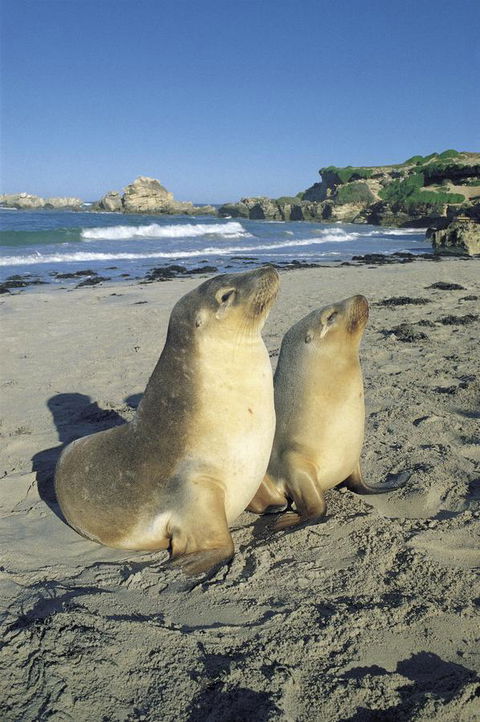 Kangaroo Island Seafront - Accommodation Rockhampton 40