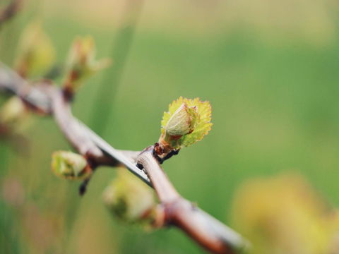 Lost In The Vines - Accommodation Rockhampton 16