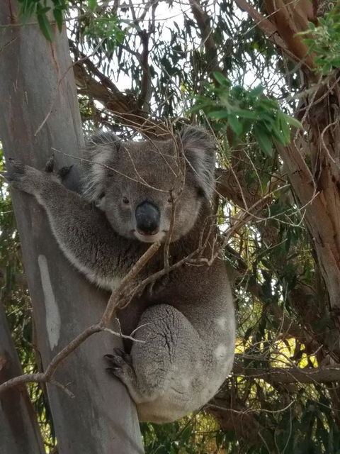 Lost In The Vines - Accommodation Rockhampton 29