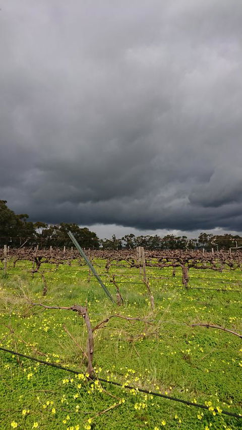 Lost In The Vines - Accommodation Rockhampton 27