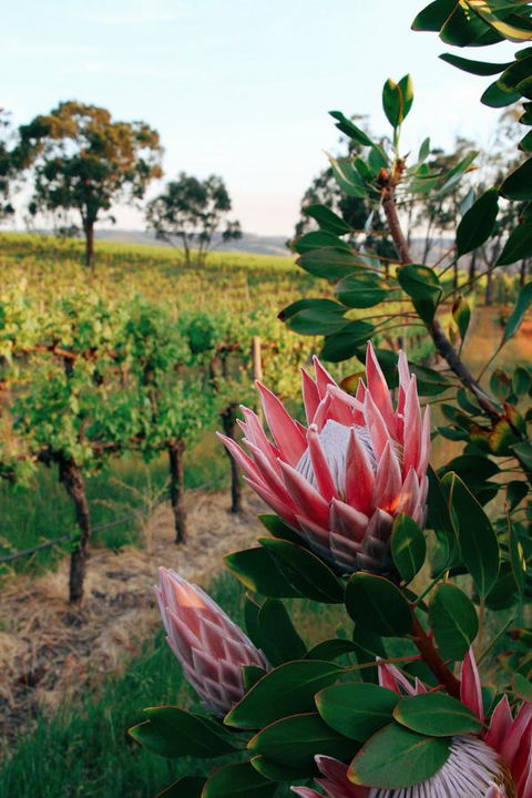 Lost In The Vines - Accommodation Rockhampton 14