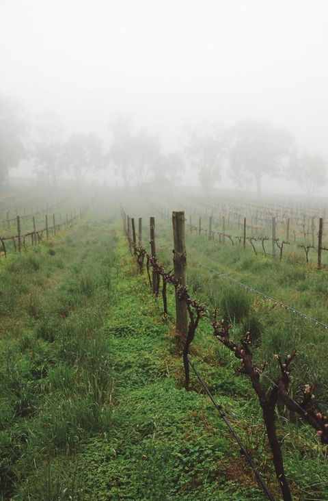 Lost In The Vines - Accommodation Rockhampton 15